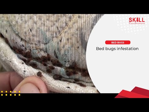 Bed Bugs Infestation - Serangan Pepijat