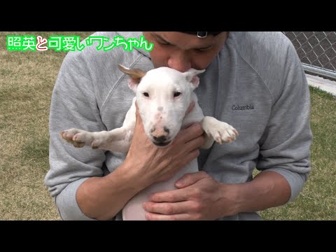 イングリッシュ・ブル・テリアのエクササイズ