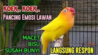 Download lagu LOVEBIRD NGEKEK PANJANG KOEK KOEK PANCING EMOSI LAWAN, Labet MACET BISU Susah Bunyi NYAUT SEKETIKA mp3
