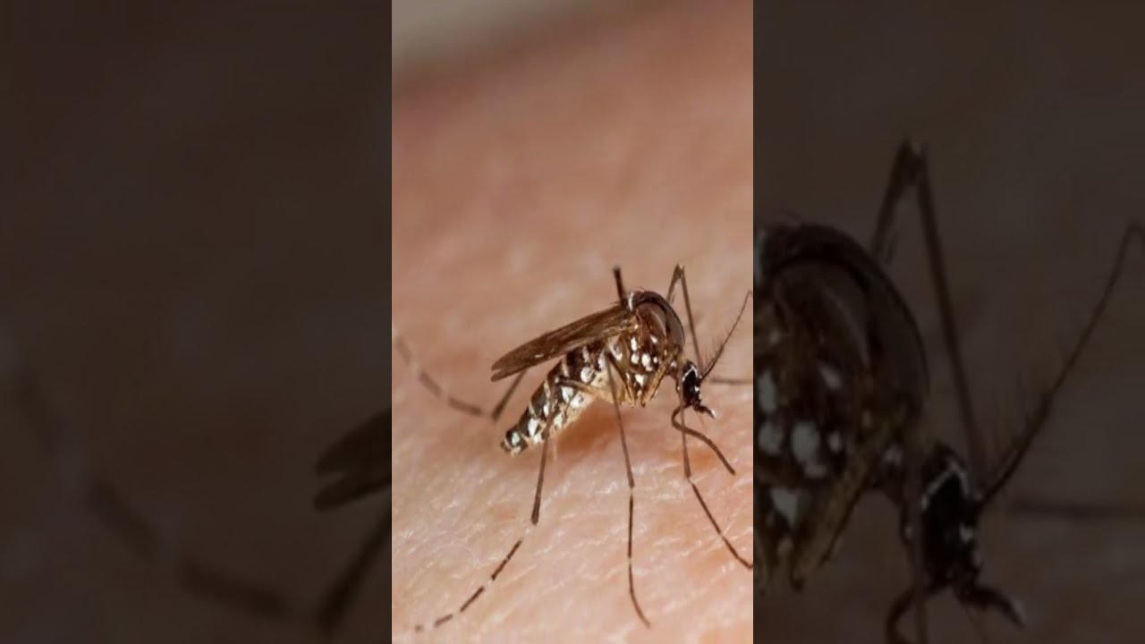Aumentan los casos confirmados de dengue y de neumonía en Nicaragua