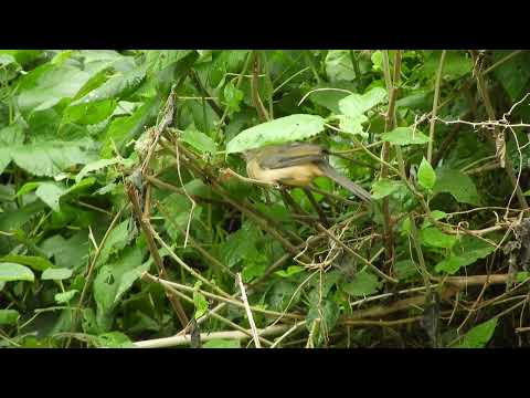 Joven Pepitero Gris se alimenta de frutos de Ortiga Brava  (Urera aurantiaca) jaaukanigás 1/5/26