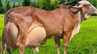 Highly Milking Biggest Udder Gir Cow Breed of Indi