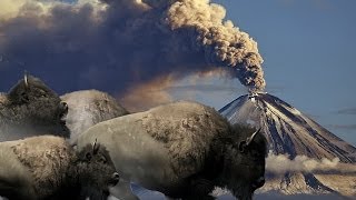 Bison Run from Supervolcano - Music Video