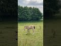 Kleines Fohlen In Falbe Und Die Mama Ist Schwarz