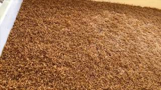 How to Remove Mealworm Sheddings From Your Trays