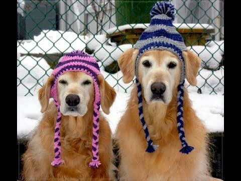 MEILLEUR BETISIER SPECIAL CHIEN #1