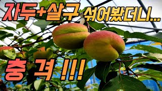 블루베리 그만두고 2억 플럼코트 투자, 1600평 도전기