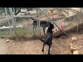 Look At Bear 10 Days After His Rescue Takis Shelter