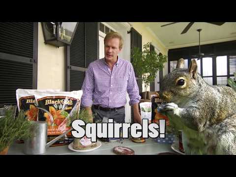 Get Rid of Squirrels in Potted Plants