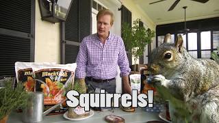 Get Rid of Squirrels in Potted Plants