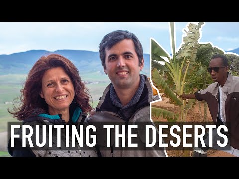 COLTIVARE SENZA ACQUA E RIGENERARE SUOLI NEL DESERTO. FRUITING THE DESERTS 🌴