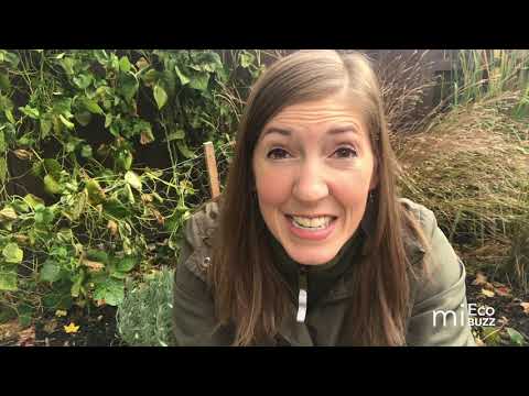 S3E2: Goldenrod Galls!