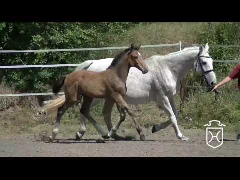 PI057 Hengstfohlen von Comme il Faut - Carthago - Lord