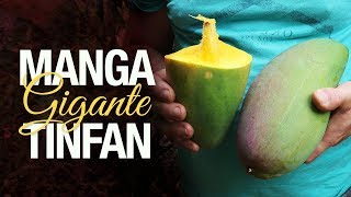Miniatura do vídeo