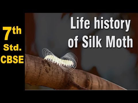 download lagu mp3 mp4 Life History Of Silk Moth, download lagu Life History Of Silk Moth gratis, unduh video klip Life History Of Silk Moth