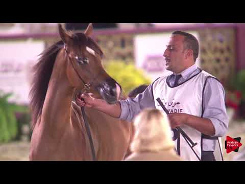N.63 AROOJ AL AQEED - 2019 Qatar International show - Yearling Colts (Class 4A)