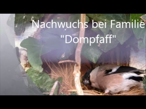 Nachwuchs bei Familie Dompfaff (Pyrrhula pyrrhula)  - Werner Dippon - 05.2017