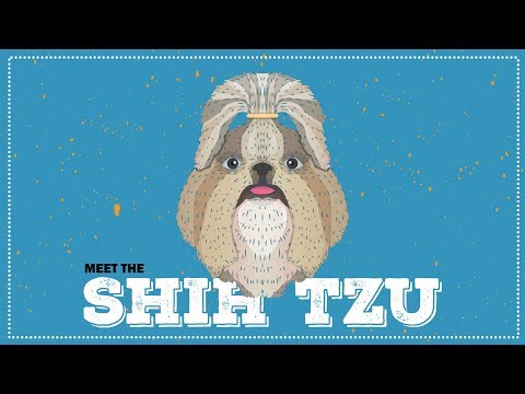 Shih Tzu | CKC Breed Facts & Profile