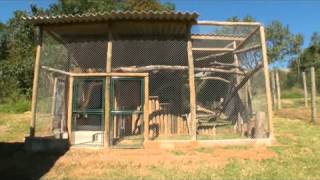 Momentos do Rancho  - Novo recinto dos gatos-do-mato