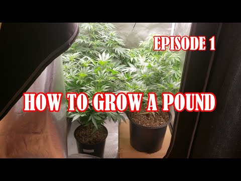 HOW TO GROW A POUND IN A 3X3 TENT - Defoliation Lollipoping Perpetual Grow. Maximize Your Yeild