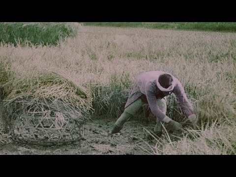 Rice Harvesting in Japan (1910) | BFI National Archive
