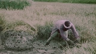 Rice Harvesting in Japan (1910) | BFI National Archive