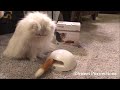 Petsafe FroliCat Fox Den žaislas katėms erzintojas