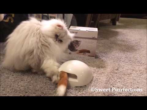 Petsafe FroliCat Fox Den žaislas katėms erzintojas video