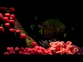 The Seas With Nemo Friends On Ride POV Epcot 2010 Walt Disney World