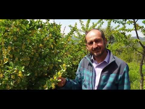 Dracila - arbust ornamental și medical