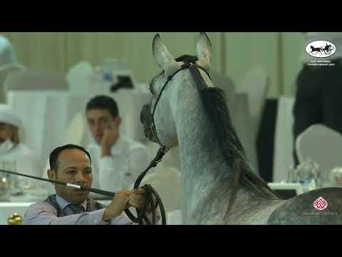 UAE National Championship 2021  Class 10A