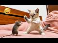 Impossible Not to Laugh 🤣😹 Funniest Cat Clips 2026