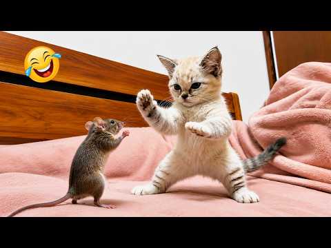 Impossible Not to Laugh 🤣😹 Funniest Cat Clips 2026