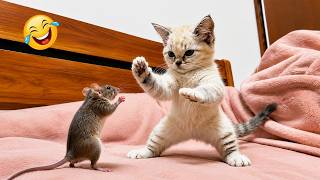 Impossible Not to Laugh 🤣😹 Funniest Cat Clips 2026