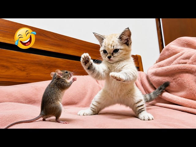 Impossible Not to Laugh 🤣😹 Funniest Cat Clips 2026