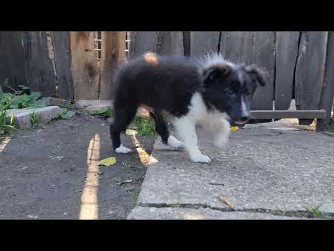 Sheltie Welpe kaufen