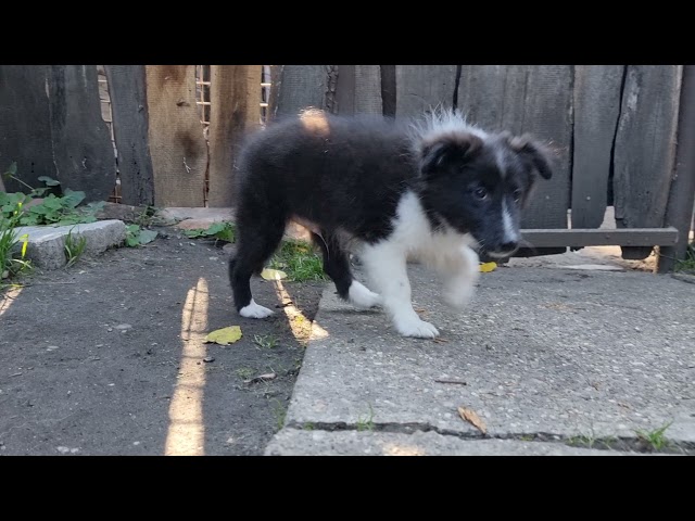 Shetland Sheepdog puppy for sale