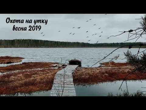 Охота на утку (весна 2019-го).