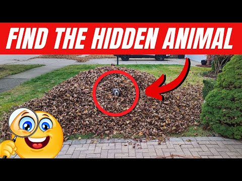 Find the Hidden Animals #12