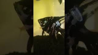 Download lagu singosari bolang #shorts #short #koiajaib mp3