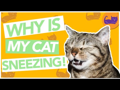 WHY Does My Cat Sneeze So Much - Allergy, Infection or Other?!