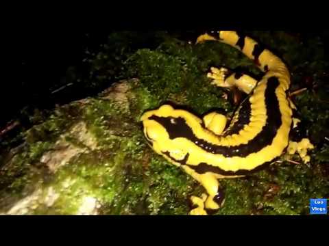 Acesta este cel mai frumos animal.