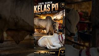 Download lagu Monster sapi sepek PO ikut kontes wilingi blitar #sapipo #kontessapi #peternakan mp3 Download lagu Monster sapi sepek PO ikut kontes wilingi blitar #sapipo #kontessapi #peternakan mp3