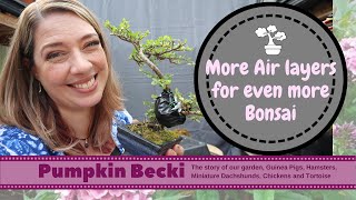 Making air layers on Cotoneaster and Hawthorn for Bonsai