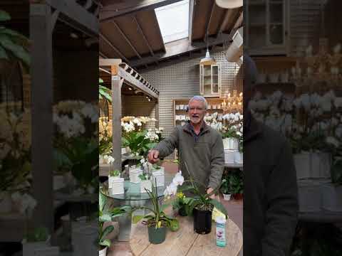 How to Rebloom a Phalaenopsis Orchid with Steve Hampson