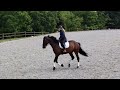 Jument de dressage 5 ans