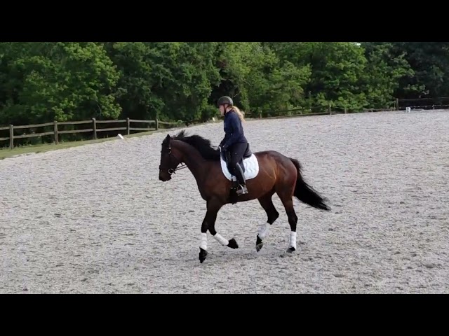 Jument de dressage 5 ans