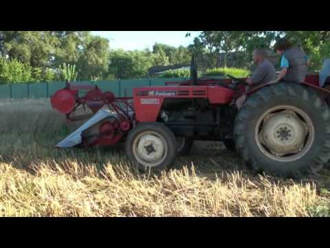 boer Dirk in actie met zijn oldtimer pikdorser JF   MS 5   bouwjaar 1962