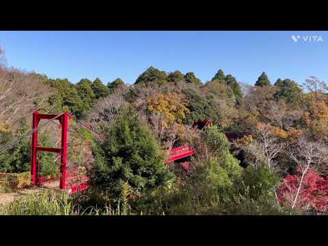 [Hojas de otoño] Parque Natural Izumi [Paseo de Otoño 6]