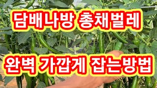 고추밭 담배나방,총채벌레 완벽에 가깝게 잡는방법  고추,참외,오이,수박,단호박,토마토등 재배방법 살충제 사용…